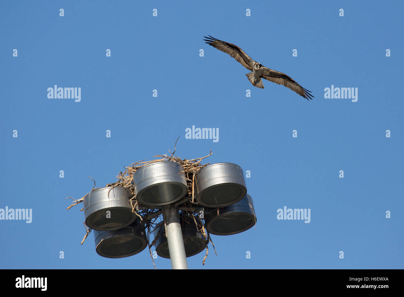 Osprey (Pandion haliaetus) flying into its unique urban nest on Bloom, a sculpture of lights and metal by Michel de Broin, St. Patrick's Island Stock Photo