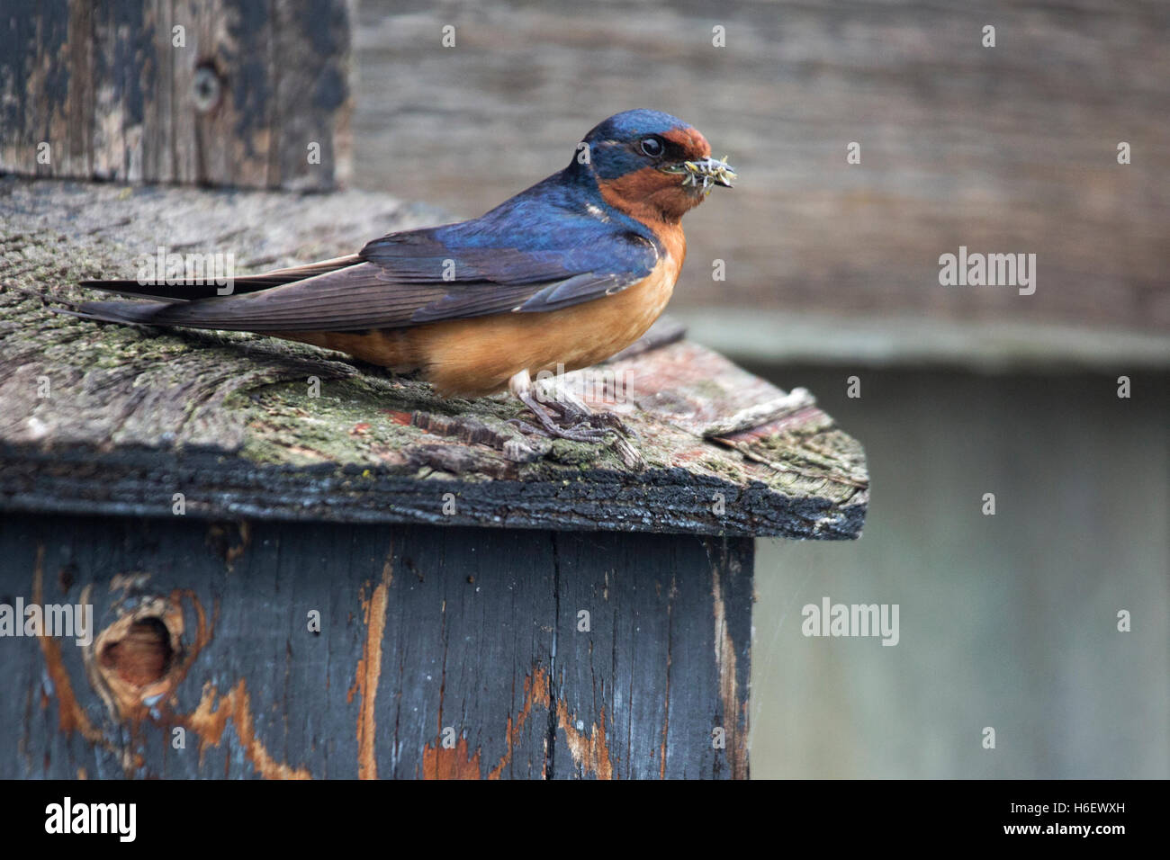 Barn Swallow Hirundo Rustica With Full Beak Perched On Nestbox At Frank Lake Conservation Area Stock Photo Alamy