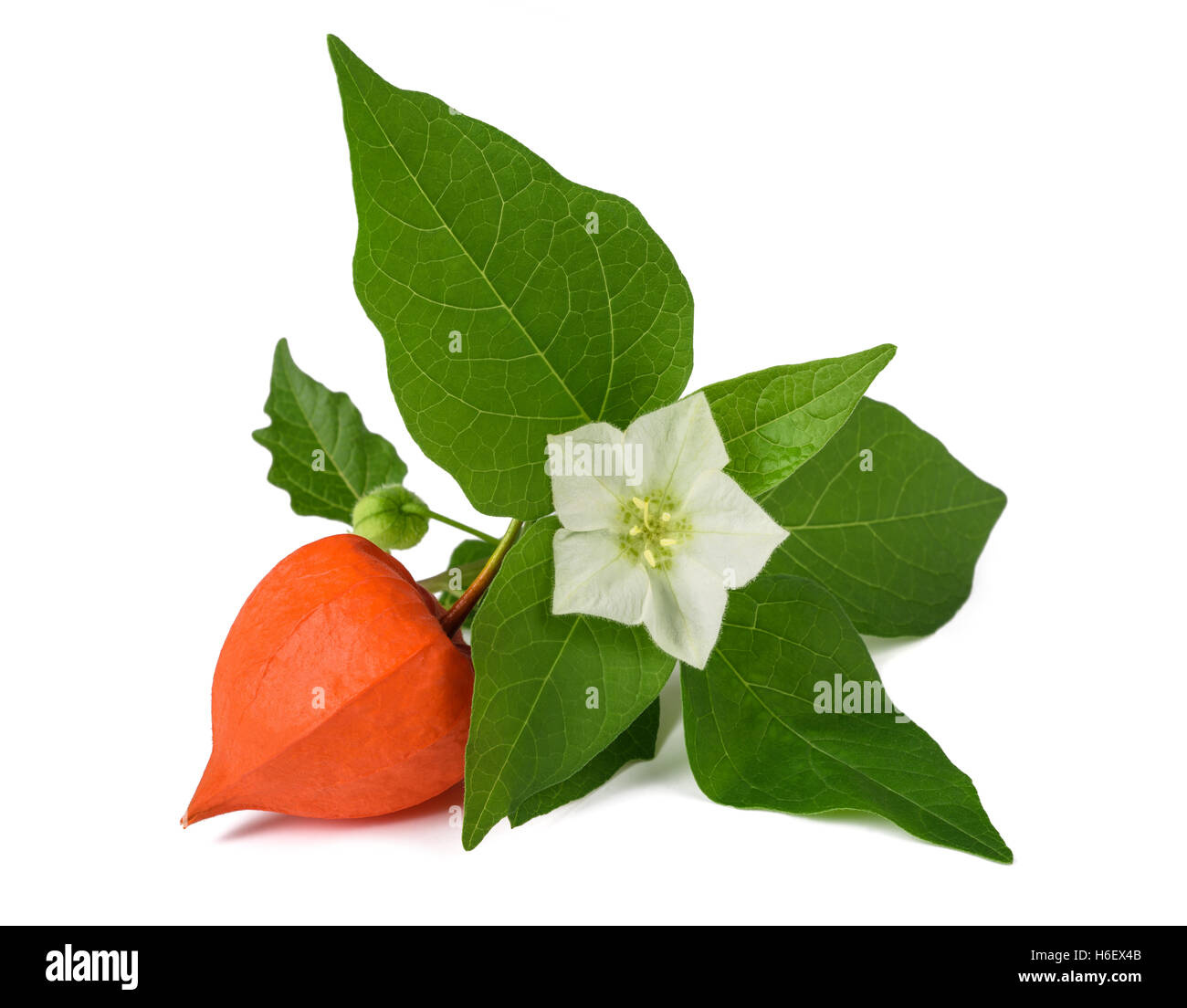 Physalis alkekengi branch with flower and calix Stock Photo