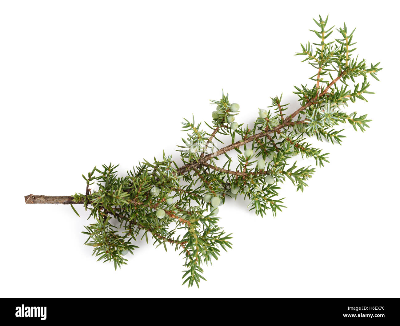 Juniper branch with green berries isolated on white Stock Photo