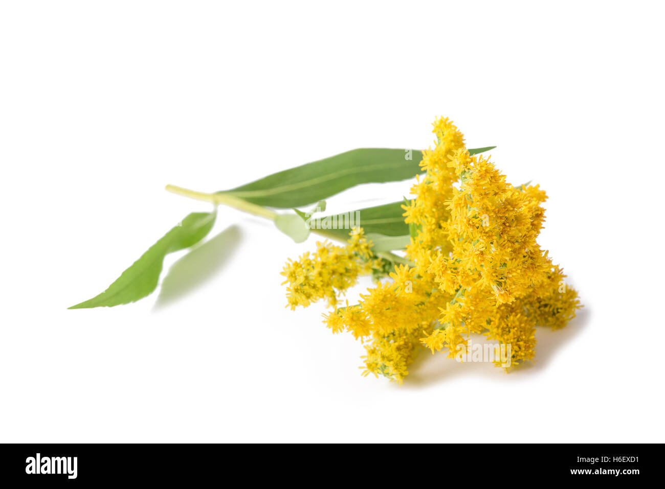 Goldenrod (Solidago gigantea) flowers isolated on white Stock Photo