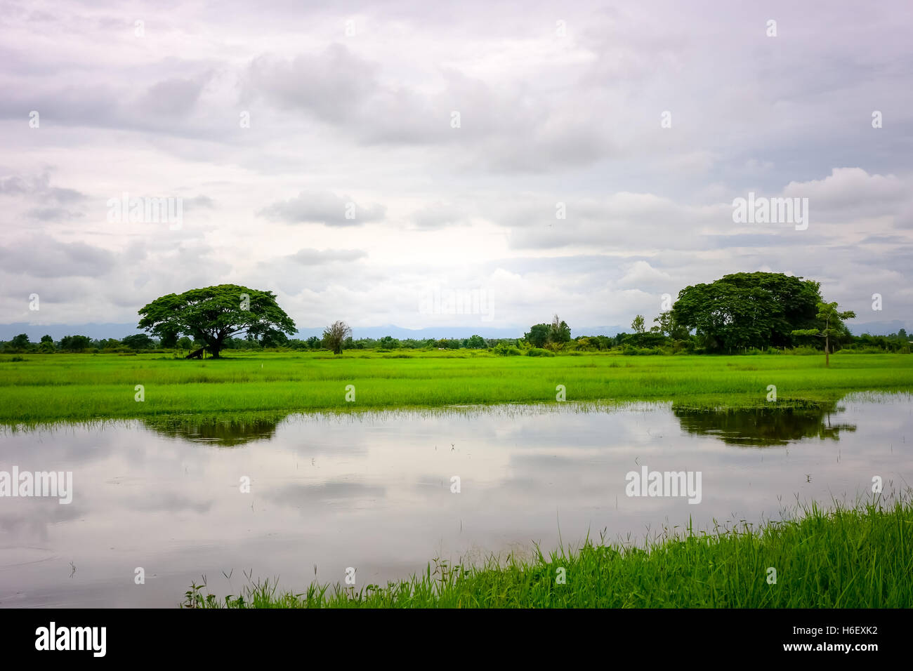 Green Terraced Rice Field Stock Photo