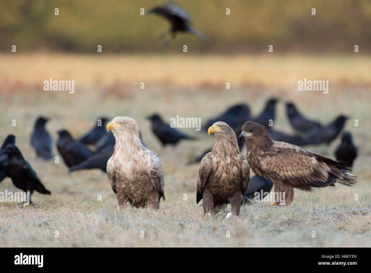 White tailed Eagles / Sea Eagles ( Haliaeetus albicilla ) ,adult with juvenile, of different age, sitting together, watching. Stock Photo