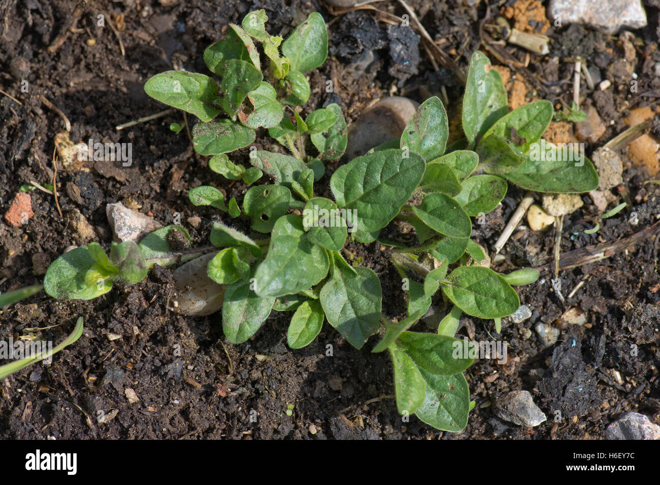 A common self-heal, Prunella vulgaris, spreading plant in spring, Berkshire, April Stock Photo