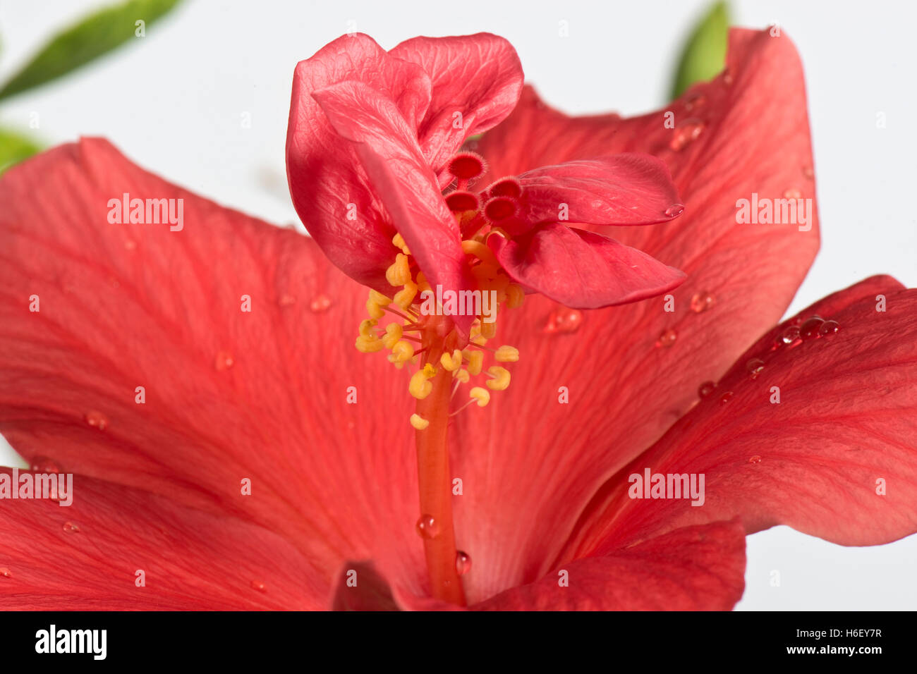 A flower of Hibiscus rosa-sinensis where the style has developed petal like structures between the stamens Stock Photo