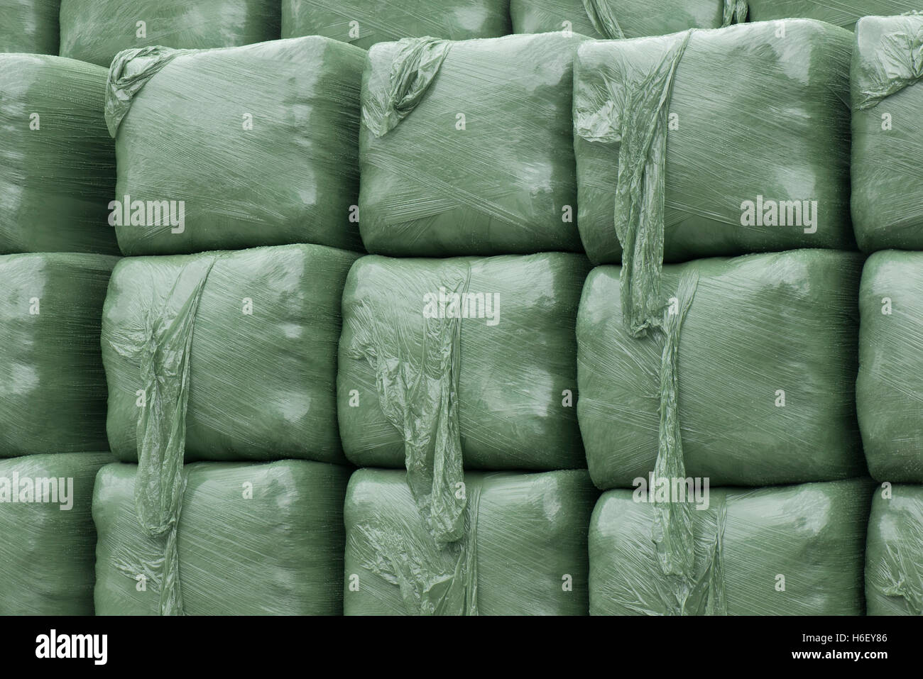 Square plastic wrapped bags of silage for livestock winter feed, Hampshire, June Stock Photo