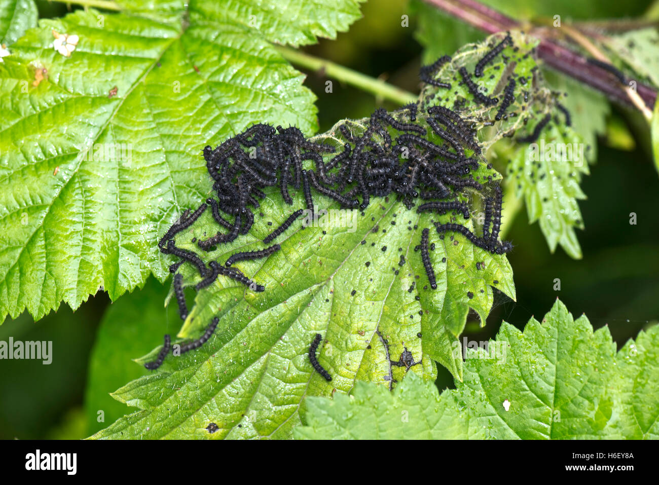 Peacock butterfly, Aglais io, caterpillars on stinging nettle leaves, Hampshire, June Stock Photo