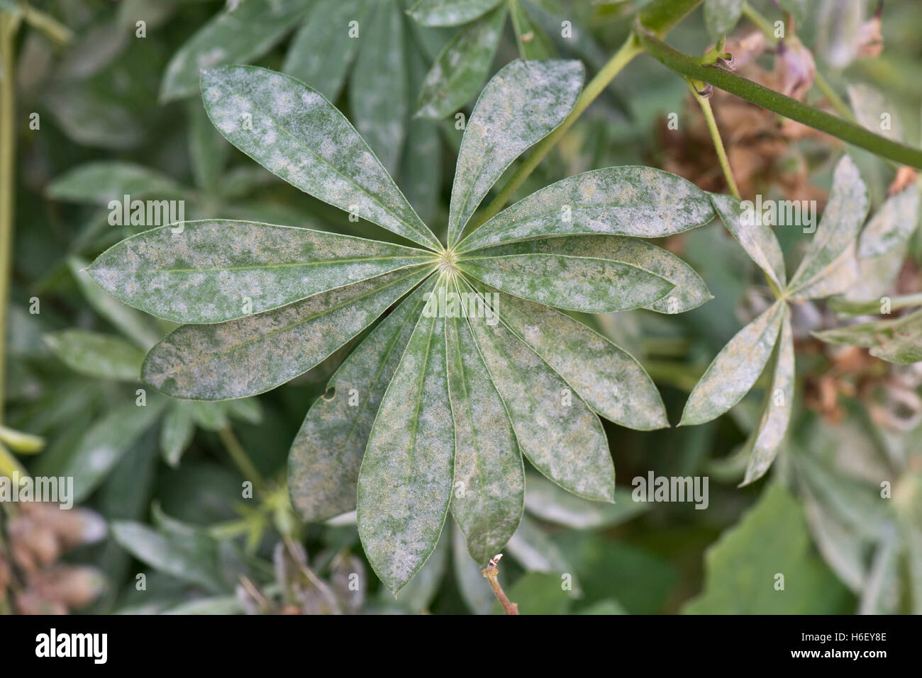 Powdery mildew on lupin, Lupinus sp., leaves Stock Photo
