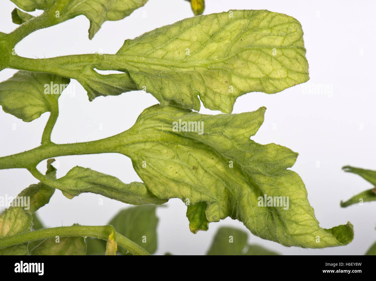 Tomato fern-leaf a symptom of TMV, CMV or PepMV virus on tomato plants Stock Photo