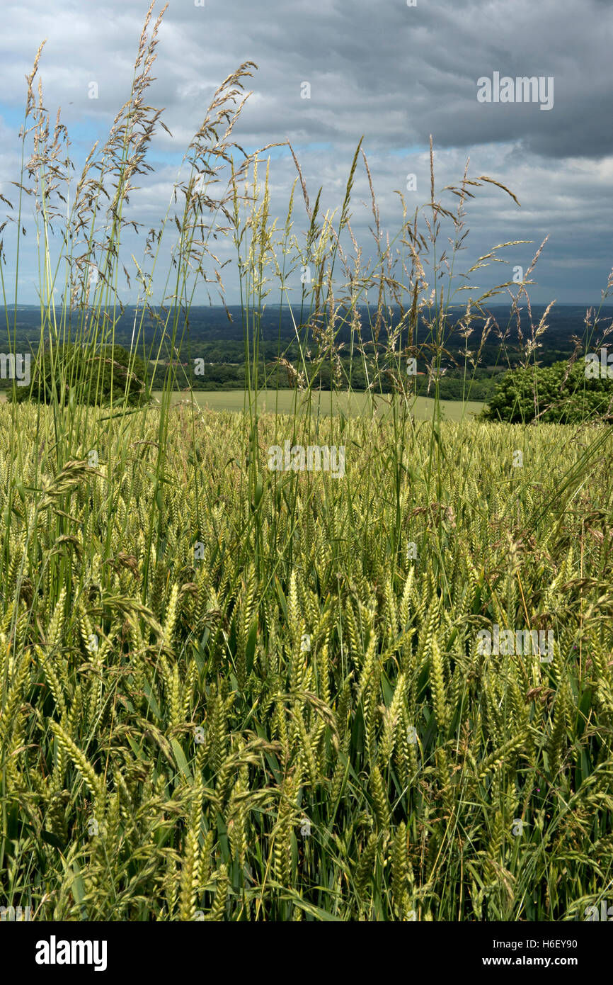 Onion couch or false-oat grass, Arrhenatherum elatius, flowering in winter wheat in ear Stock Photo