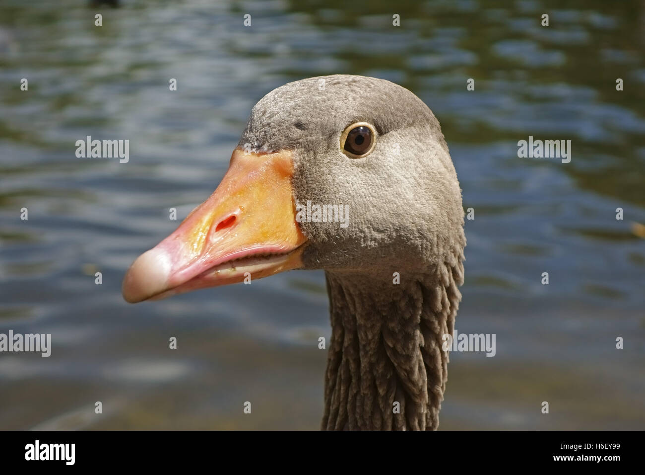 Head of a greylag goose, Anser anser, with pink beak and grey plumage on a lake in St James' Park, London Stock Photo