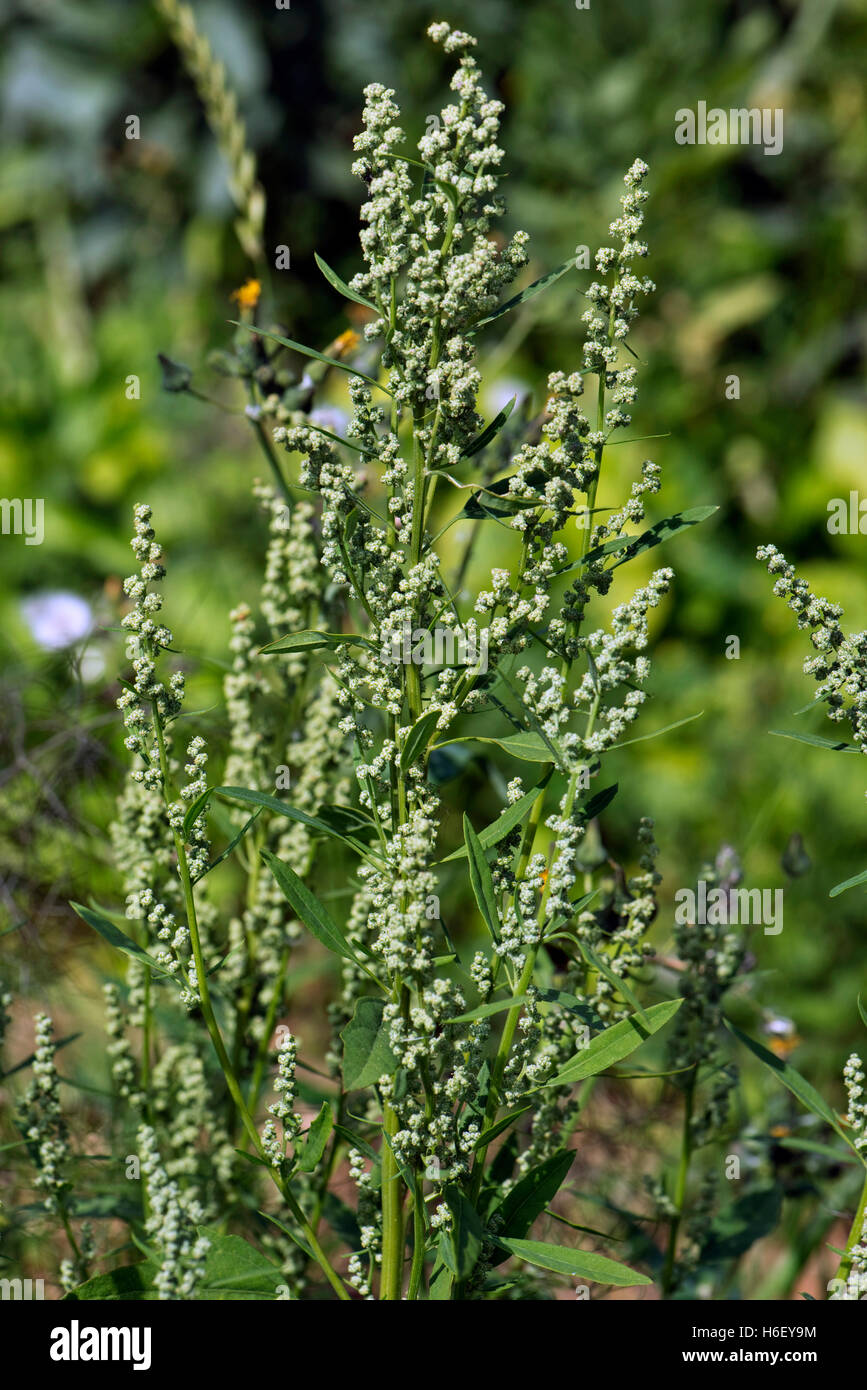 Fat hen, Chenopodium album, flowers and beginning to go to seed and important arable and garden weed, July Stock Photo