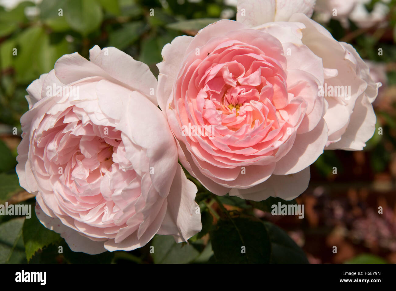 Flower blooms of Rose 'Ausbreeze' a delicate pink shrub rose habit, August Stock Photo