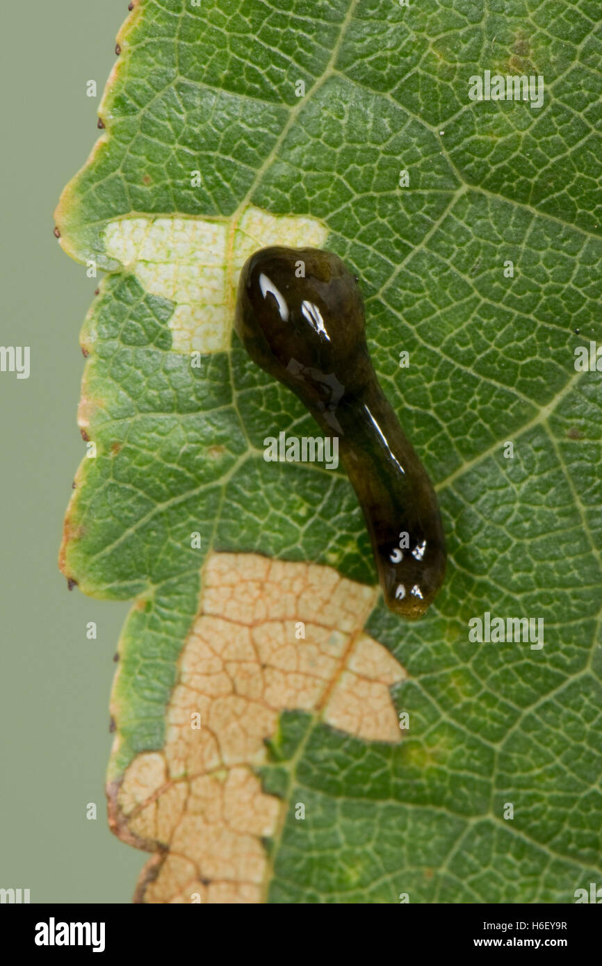Pear or cherry slug sawfly, Caliroa cerasi, larva on a cherry leaf with feeding damage Stock Photo