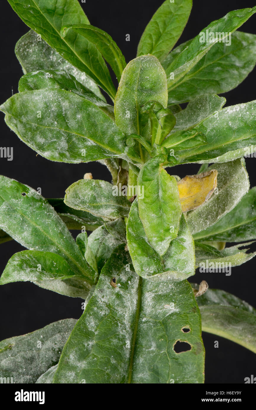 Powdery mildew developing on the leaves of sweet william, Dianthus barbatus, Berkshire, October Stock Photo