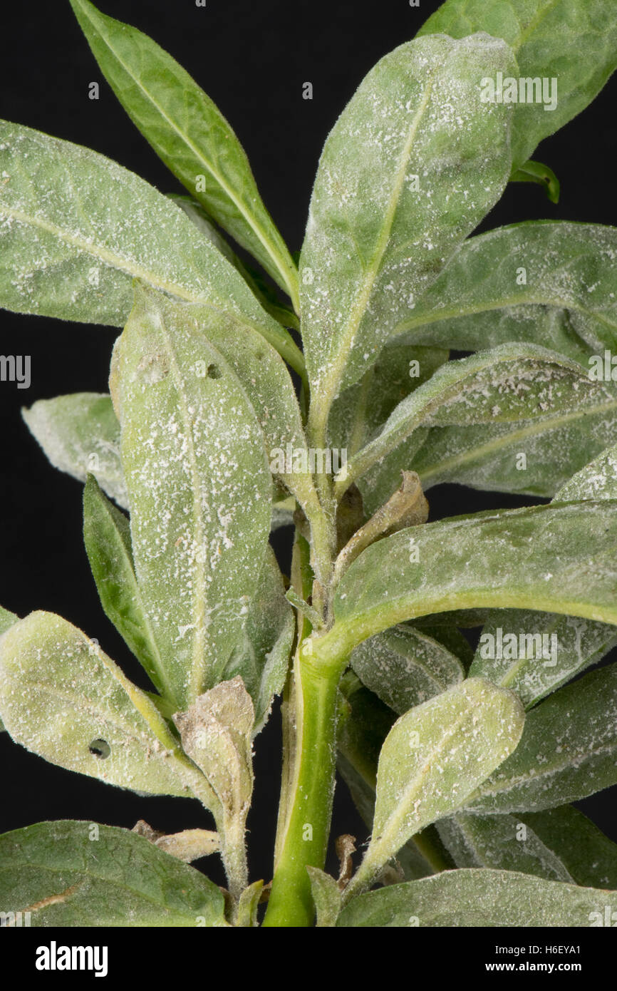 Powdery mildew developing on the leaves of sweet william, Dianthus barbatus, Berkshire, October Stock Photo