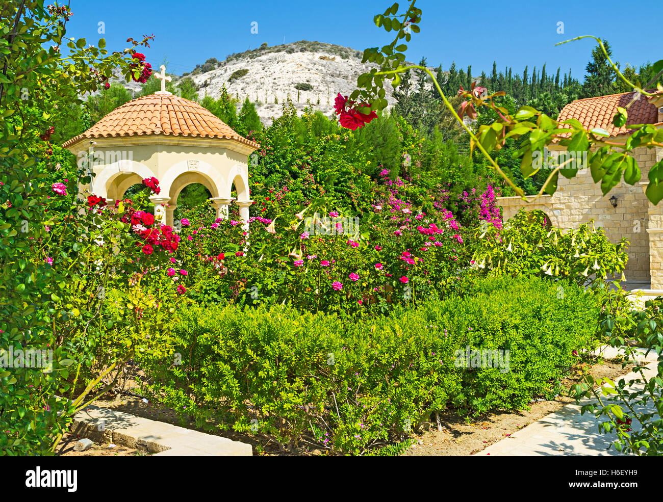 The St George monastery has the rich collection of roses in its beautiful garden, Cyprus. Stock Photo