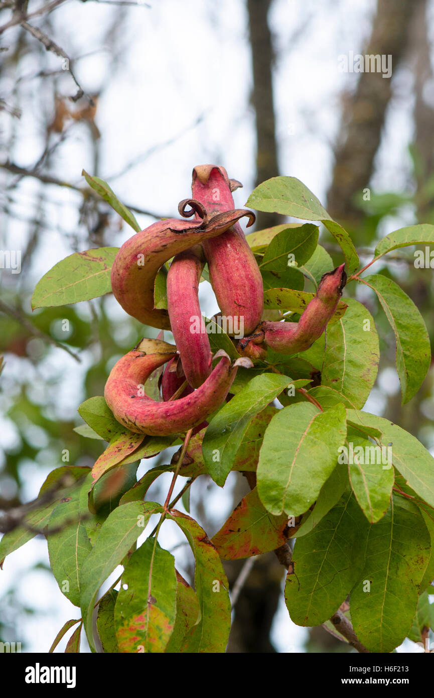 Galls on turpentine tree, terebinth, Pistacia terebinthus, Andalusia
