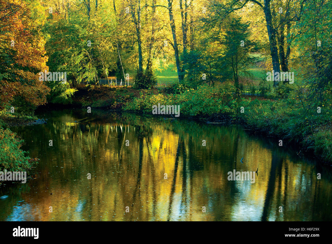 Autumn colours and the White Cart Water, Linn Park, Glasgow Stock Photo