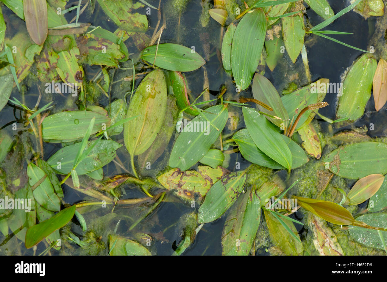 Longleaf pondweed, Long-Leaved, Potamogeton nodosus in river, Spain. Stock Photo