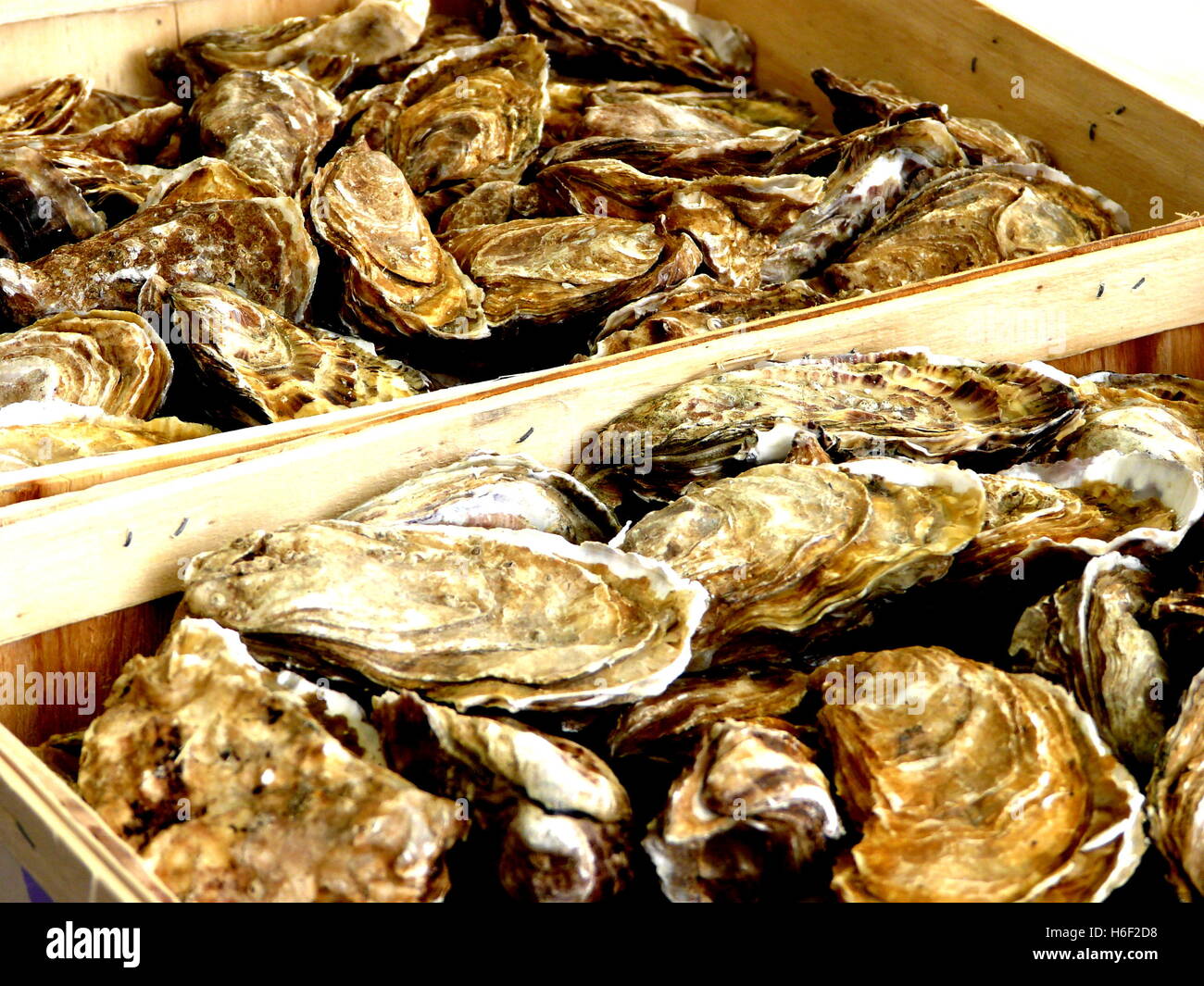 Fresh oysters in traditional baskets, in a French market in Paris
