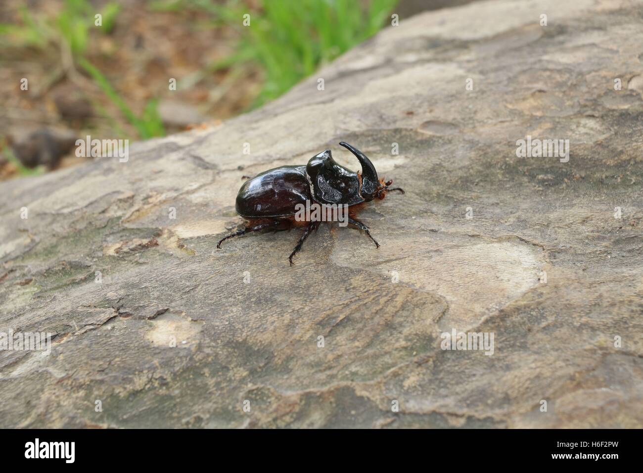 Rhinoceros beetle available in high-resolution and several sizes to fit the needs of your project Stock Photo