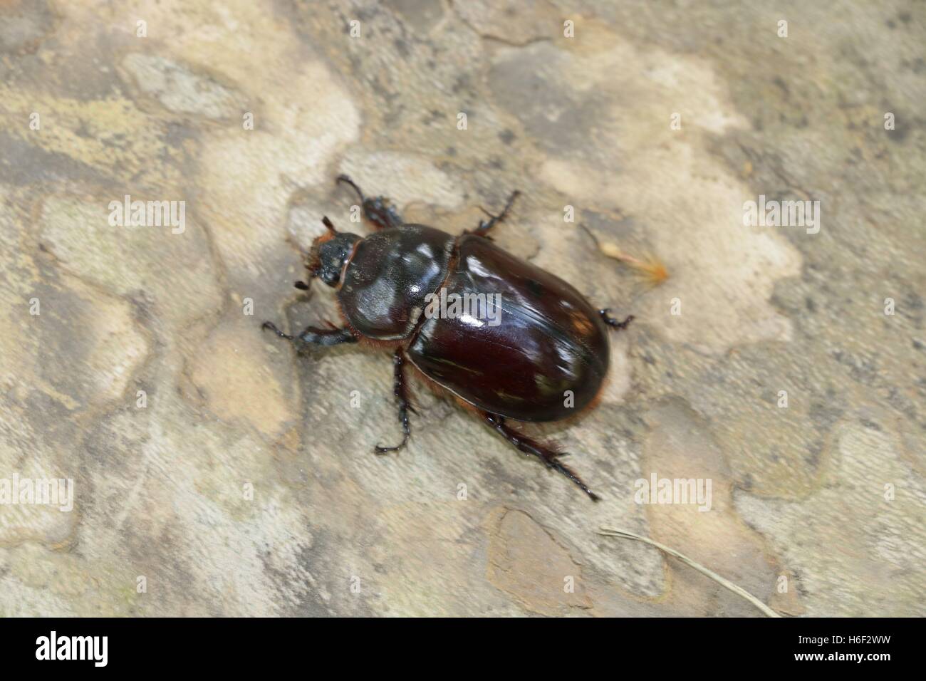 Rhinoceros beetle female available in high-resolution and several sizes to fit the needs of your project Stock Photo