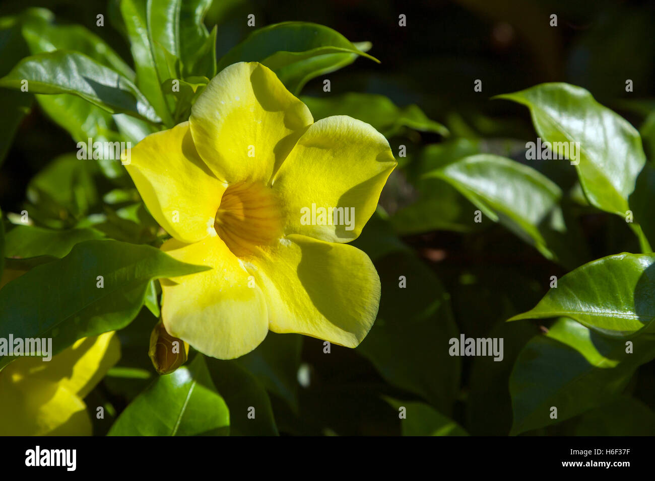 Golden trumpet (Allamanda cathartica). Papeete, South Pacific. Stock Photo