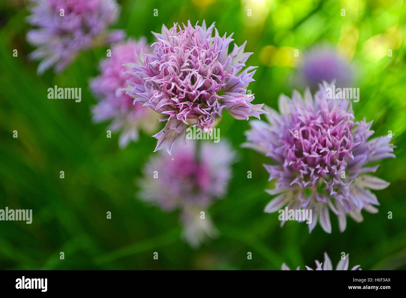Green grass forest wildflowers hi-res stock photography and images - Alamy