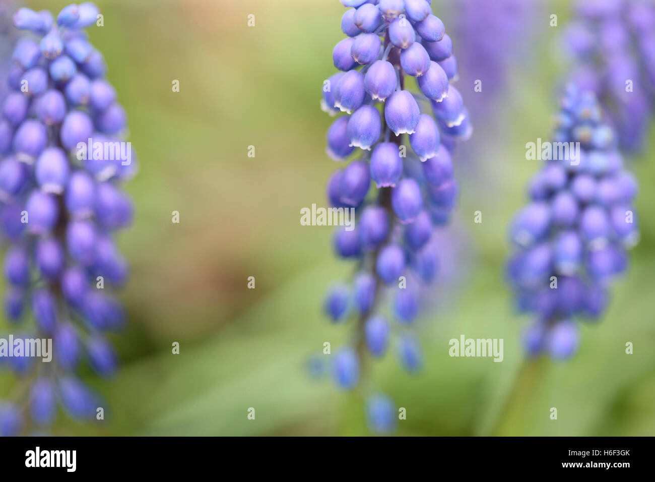 early giant, muscari - distinctive bell-shaped flowering spike of early spring colour Jane Ann Butler Photography JABP1671 Stock Photo