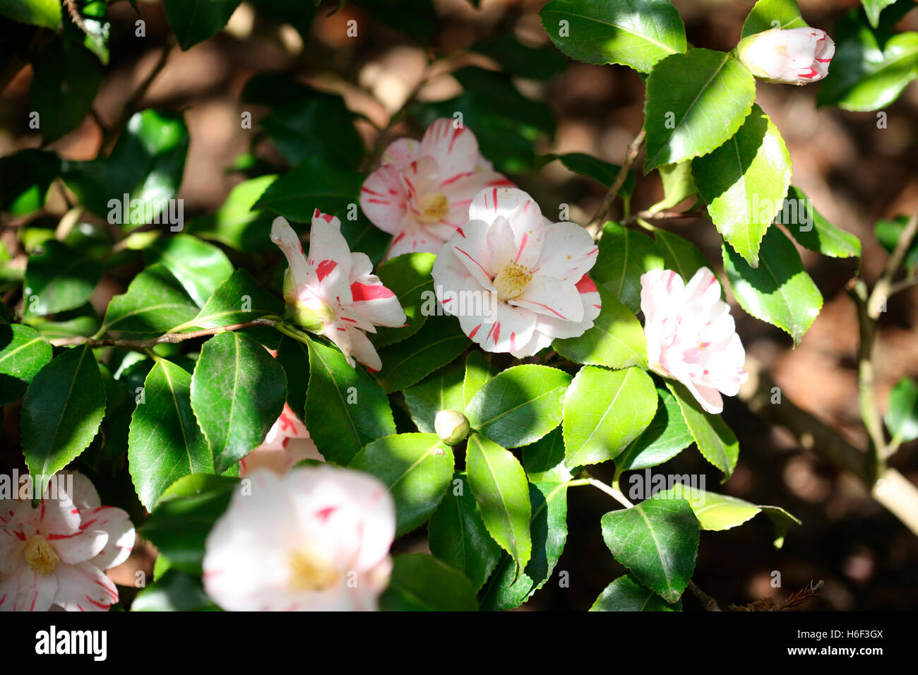 white and red striped camellia in spring sunshine Jane Ann Butler