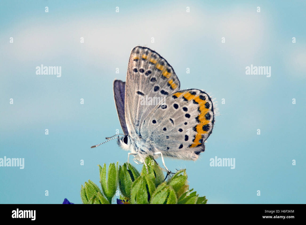 Melissa's blue butterfly hires stock photography and images Alamy