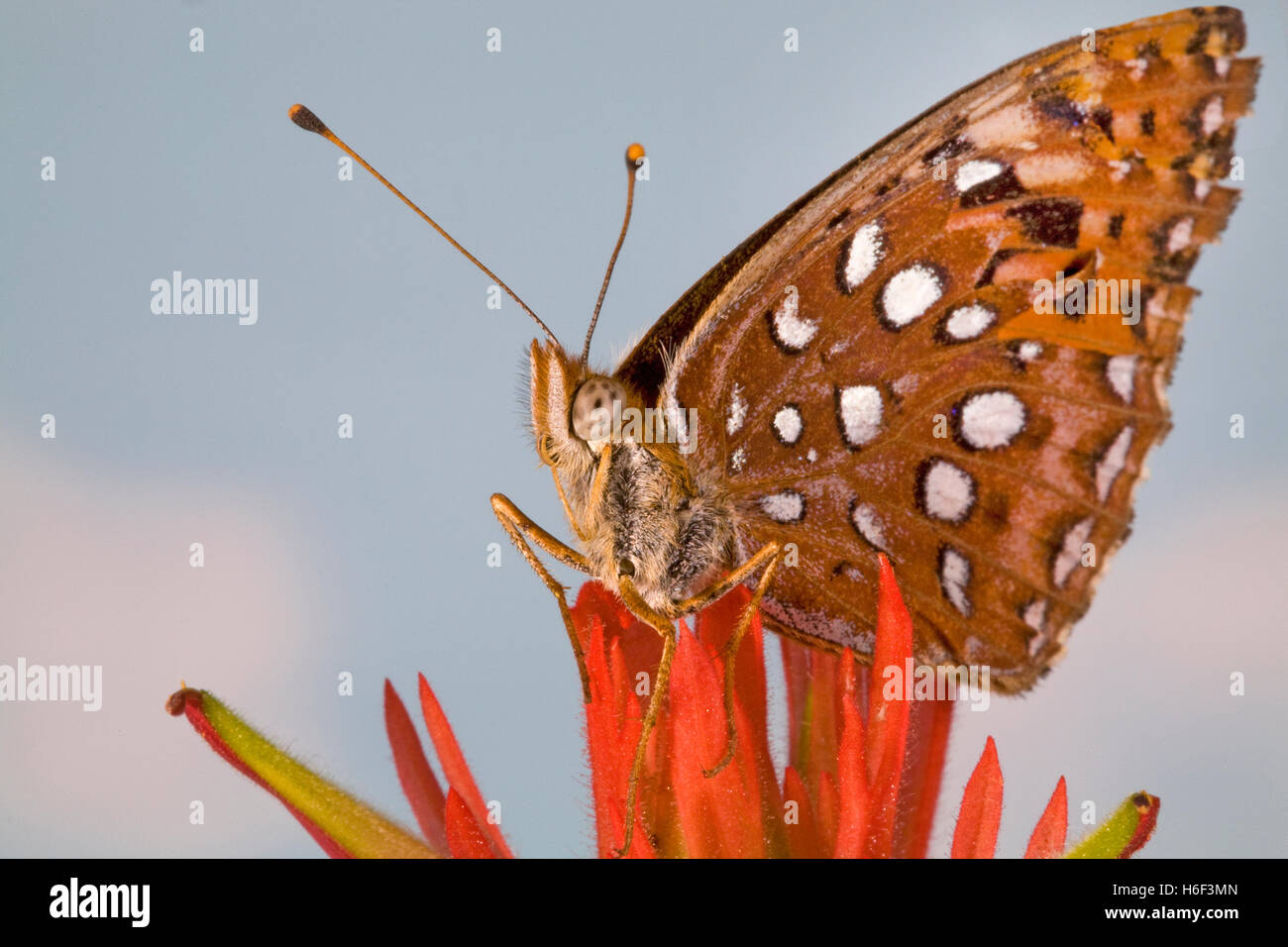 A fritillary butterfly looking for nectar in an Indian paintbrush wildflower along the upper Deschutes River in central Oregon. Stock Photo