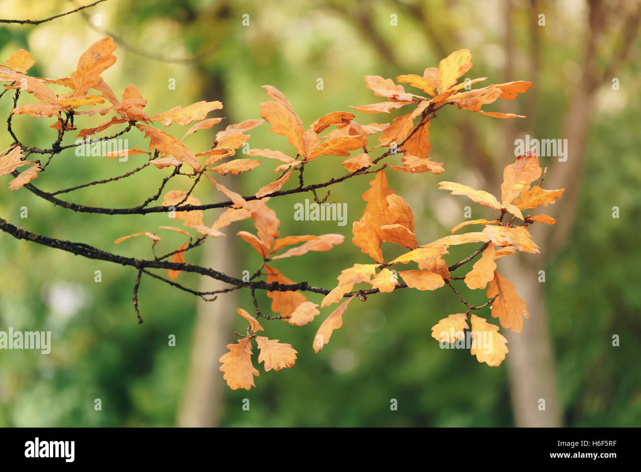autumn oak tree with orange leaves Stock Photo - Alamy