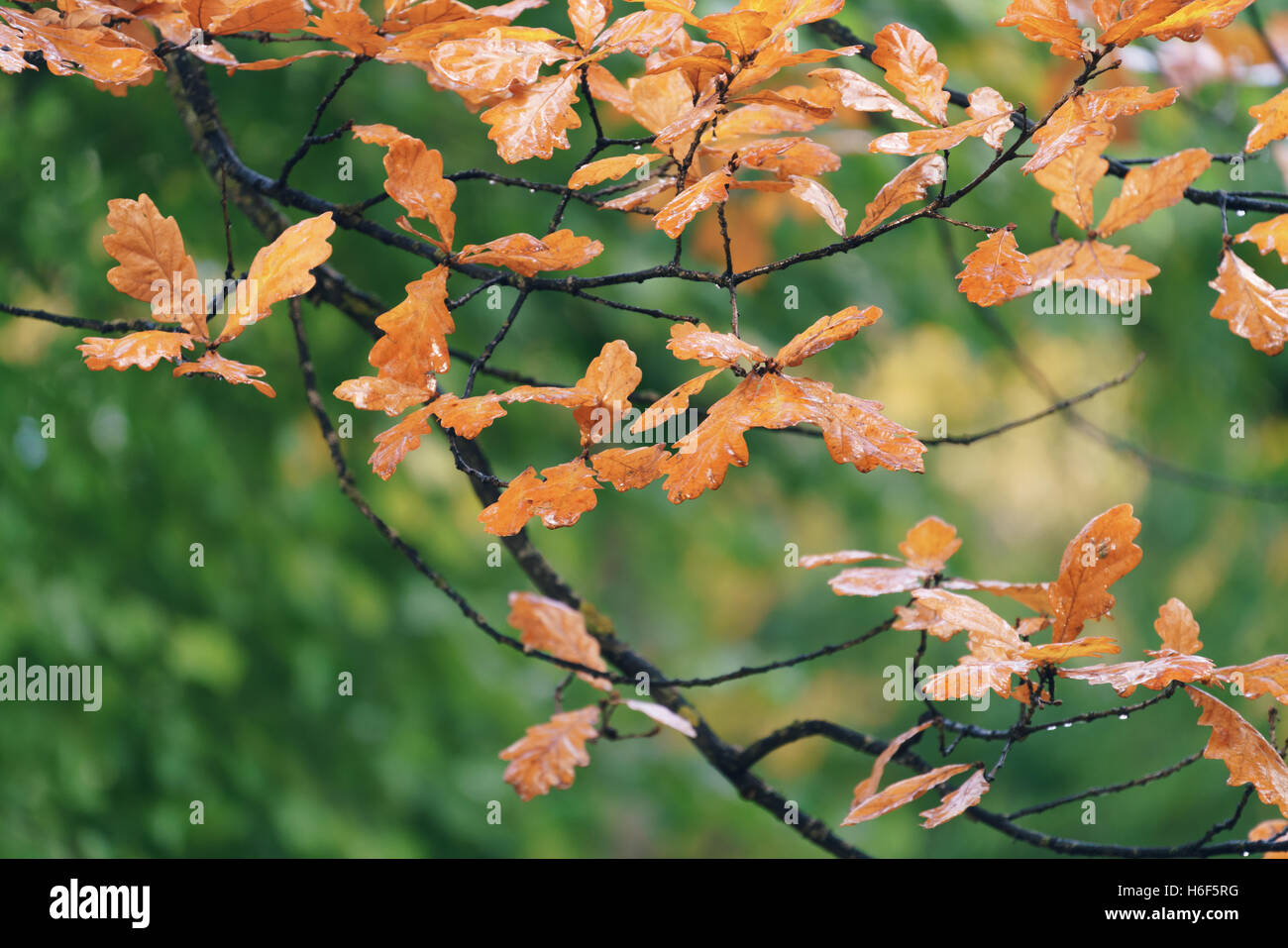 autumn oak tree with orange leaves Stock Photo - Alamy