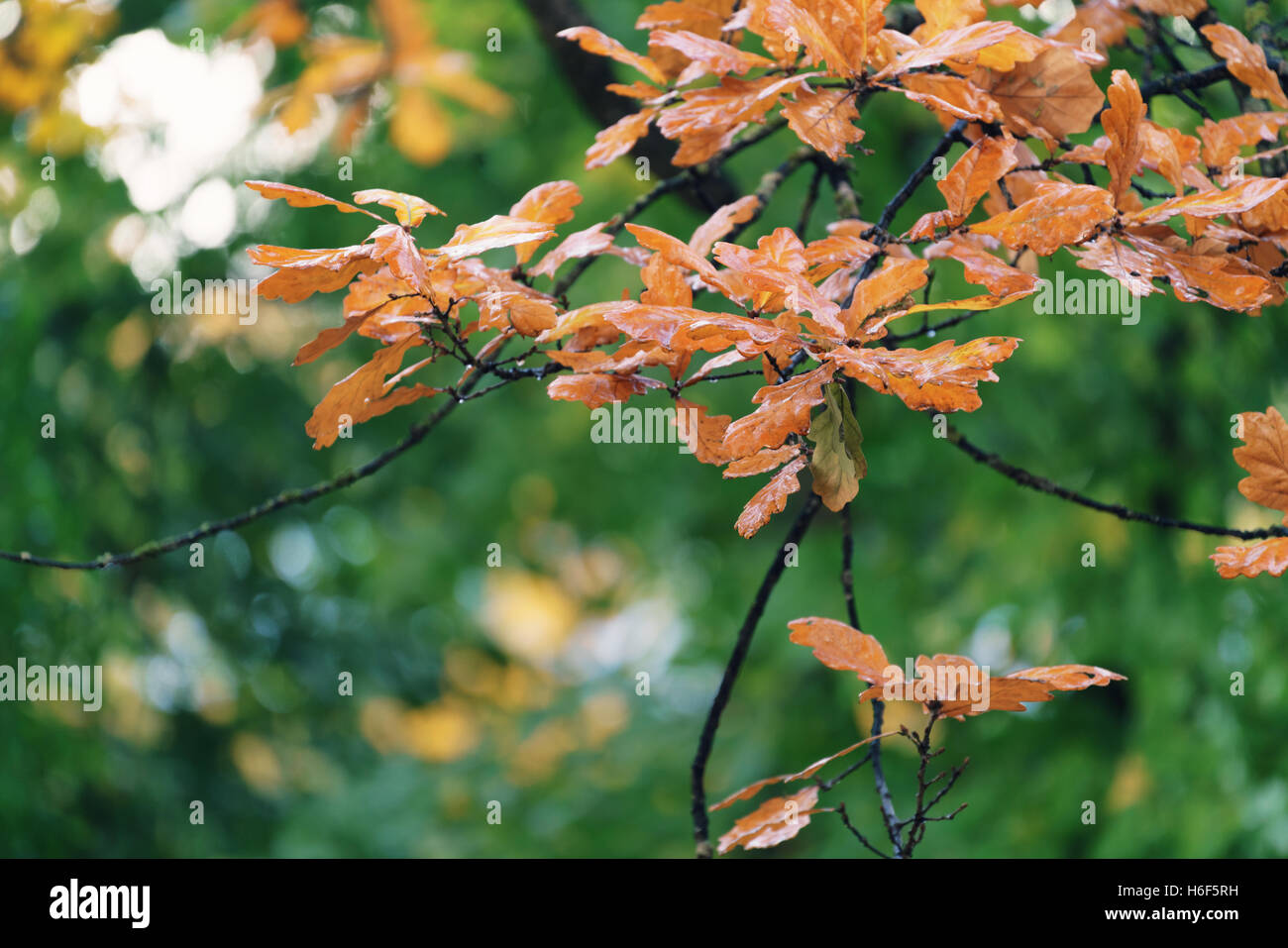 Orange oak fall leaves hi-res stock photography and images - Alamy