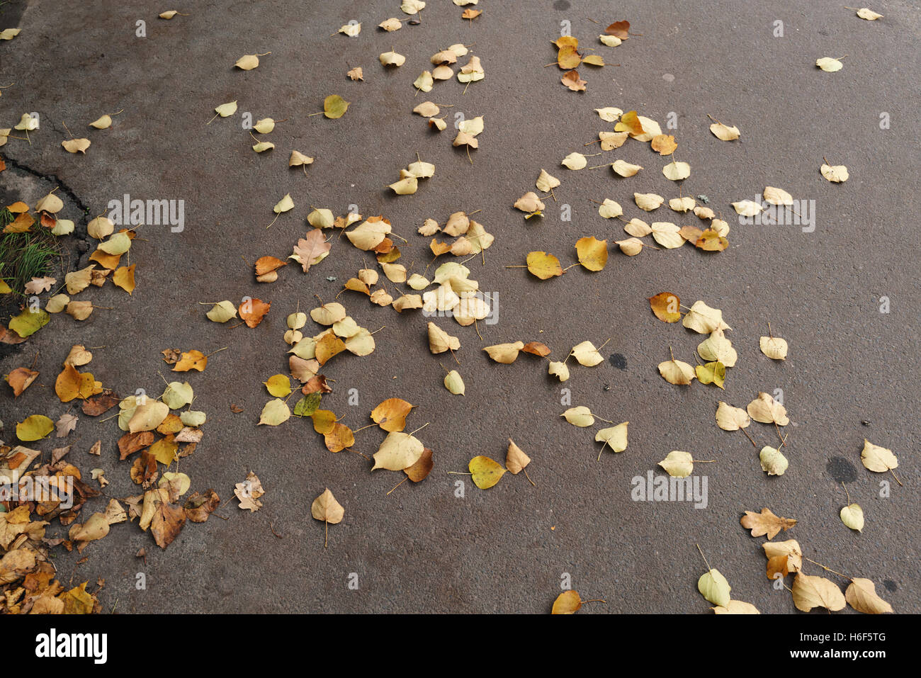 autumn linden leaves on asphalt Stock Photo