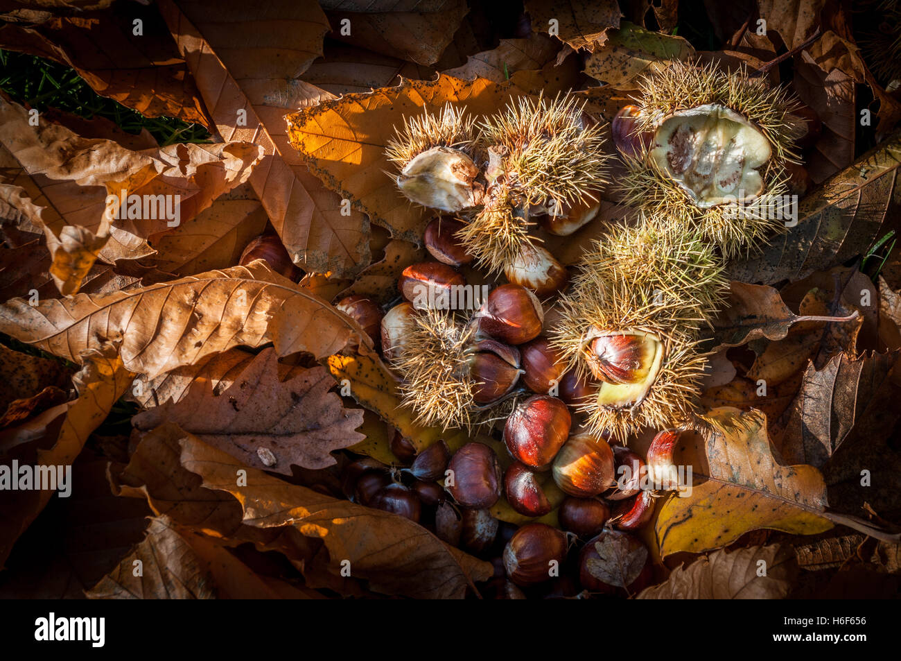 Sweet chestnut leaves and fruits lying on the ground as they are found under the tree in autumn. Scientific name Castanea sativa. Stock Photo