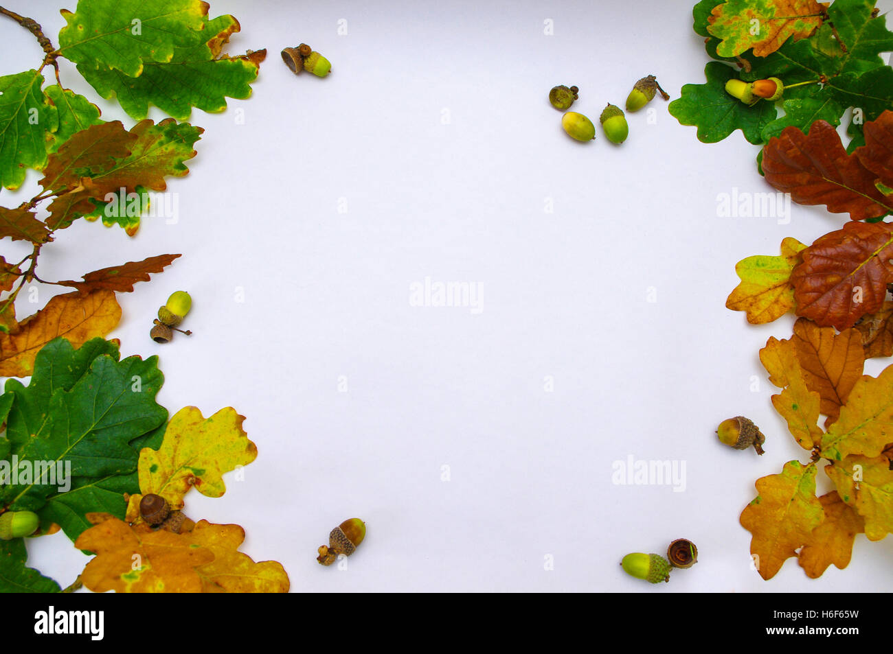 Autumn border with oak leaves and acorns. Stock Photo