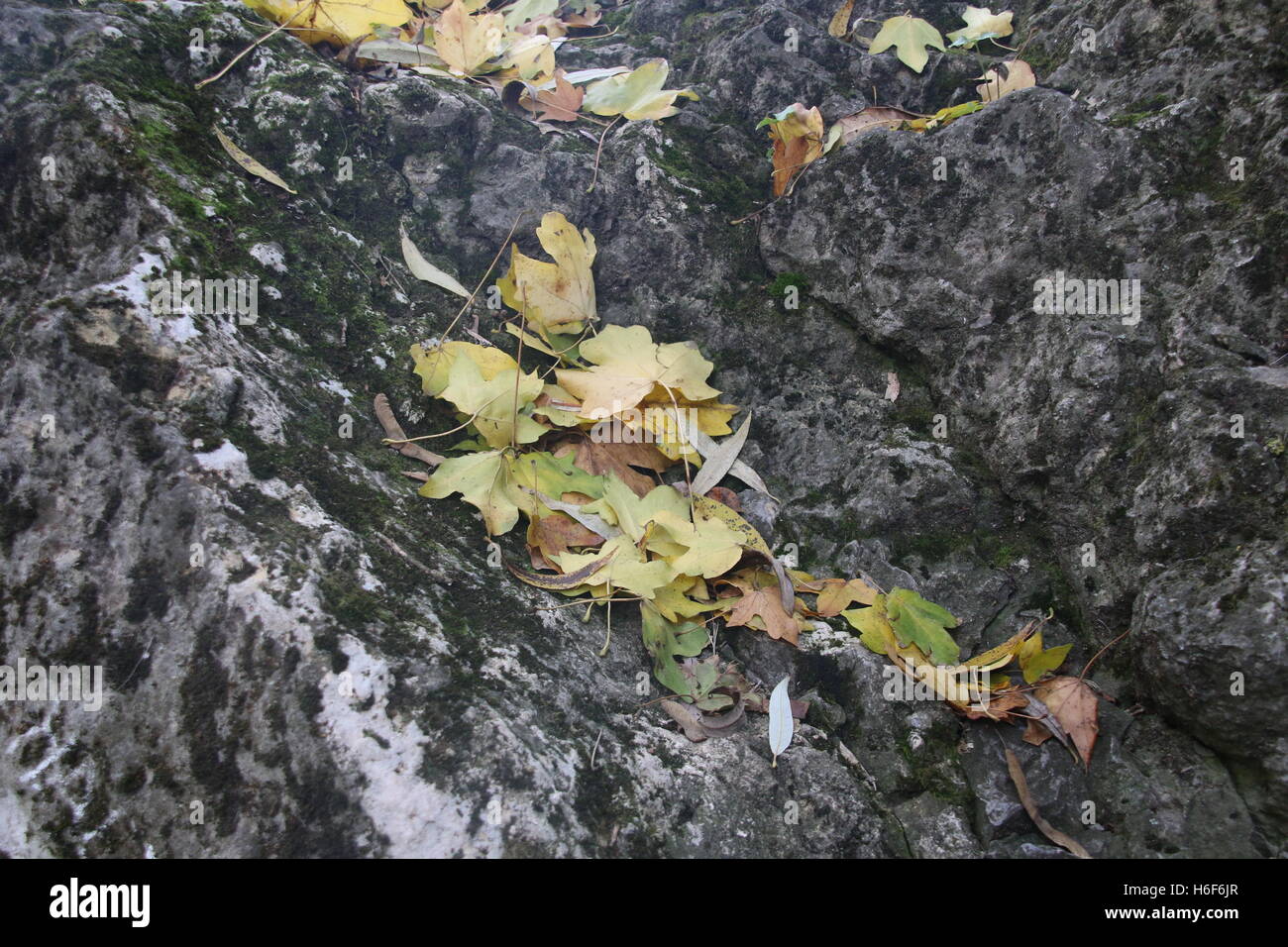yellow fallen leaves on a gray stone Stock Photo - Alamy
