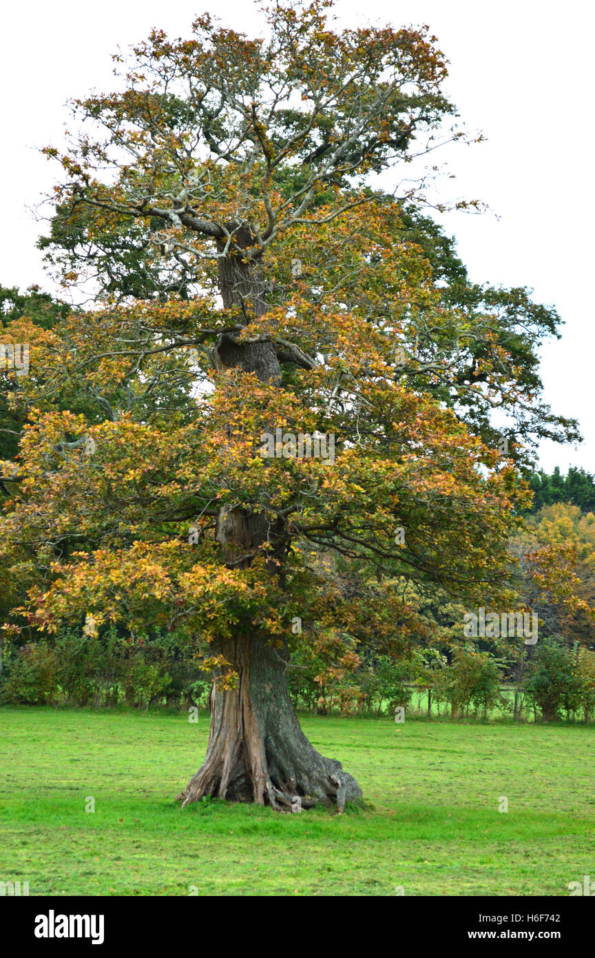 Oak tree in autumn at Filham Park, near Ivybridge, South Devon, England Stock Photo