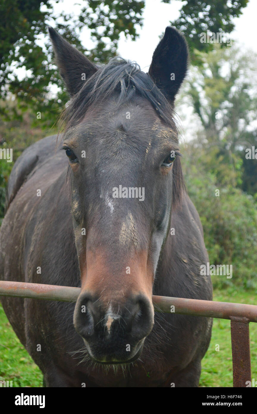 Filham High Resolution Stock Photography and Images - Alamy