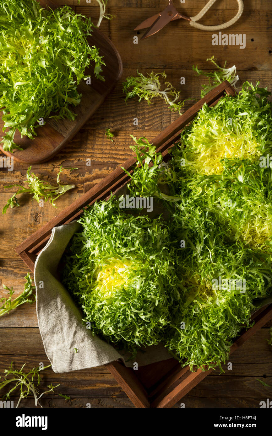 Frisee Lettuce High Resolution Stock Photography And Images Alamy