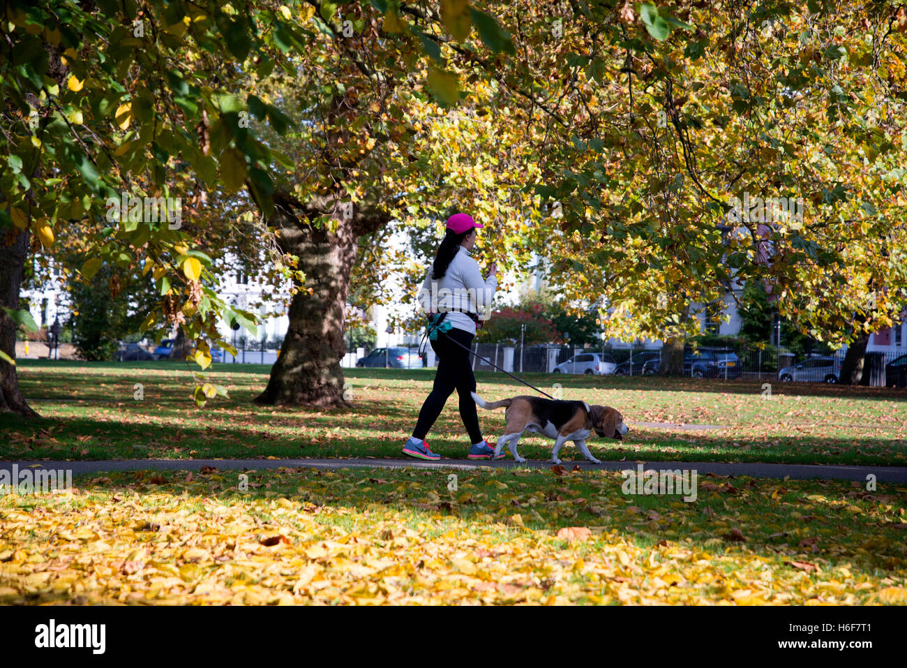 Lady walks dog in Primrose Hill on a sunny Autumn day. Stock Photo