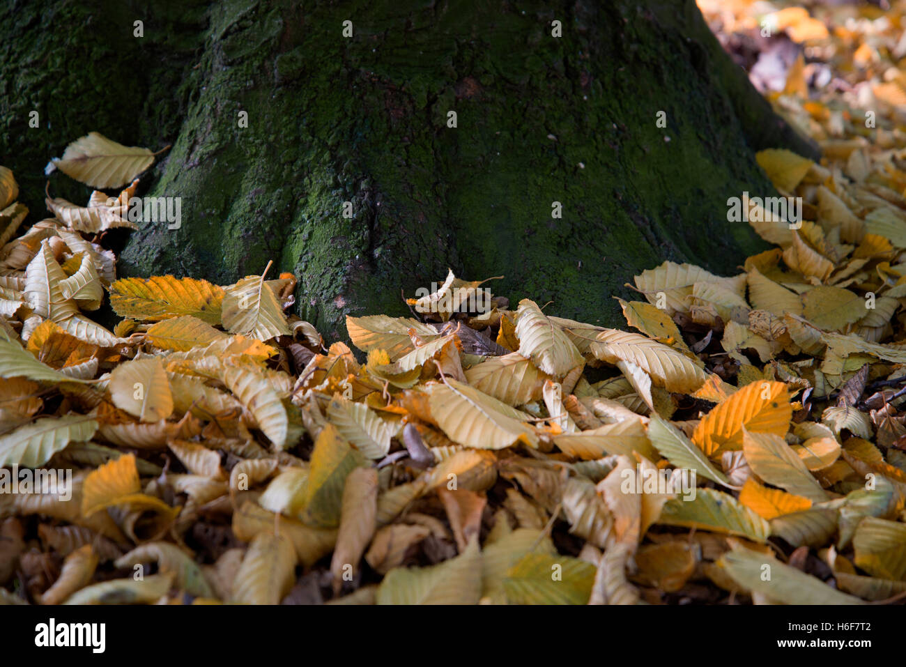 closeup of tree trunk covered in Autumn leaves Stock Photo