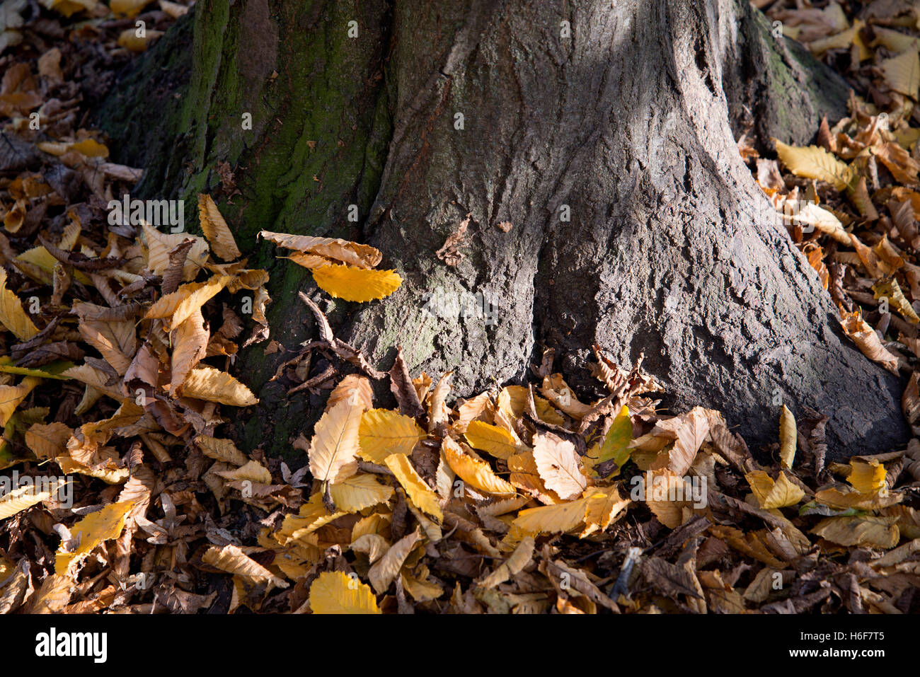 closeup of tree trunk covered in Autumn leaves Stock Photo