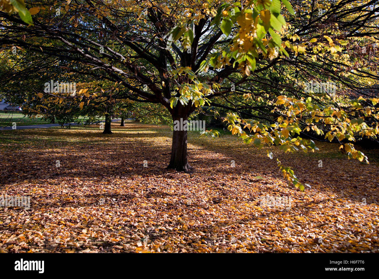 Autumn's seasonal changes on Primrose Hill in London. Stock Photo