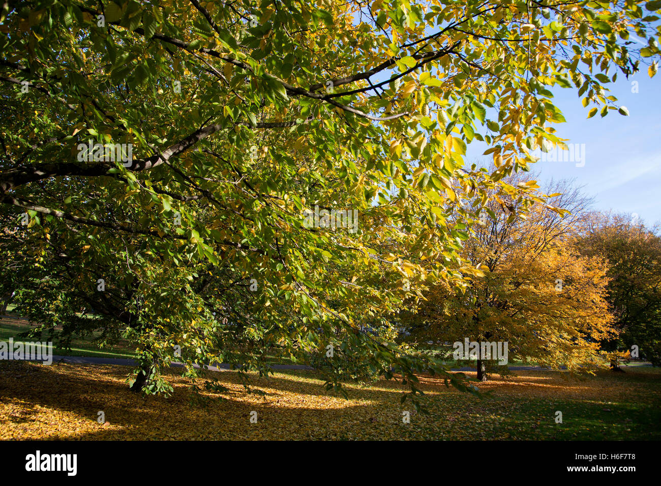 Autumn's seasonal changes on Primrose Hill in London. Stock Photo