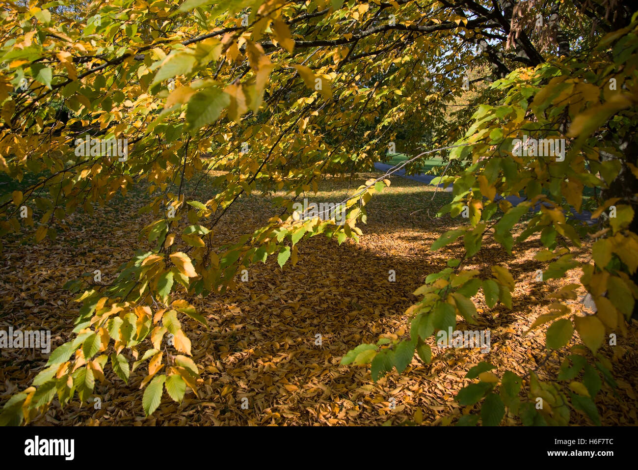 Autumn's carpet of colored leaves under tree on Primrose Hill London Stock Photo