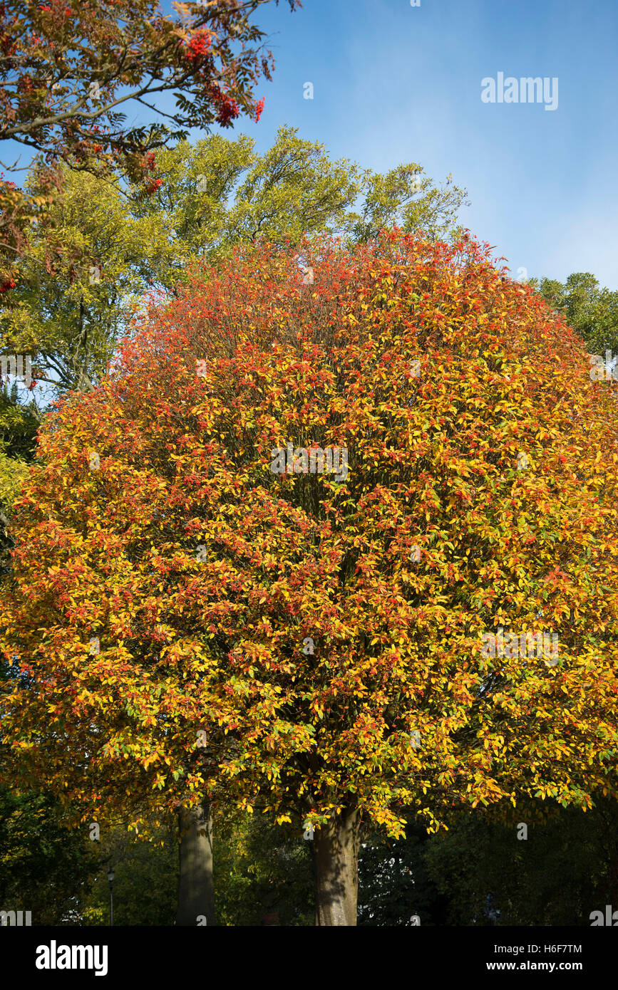Nature's seasonal changes on Primrose Hill London    Nature's stunning seasonal work. Stock Photo